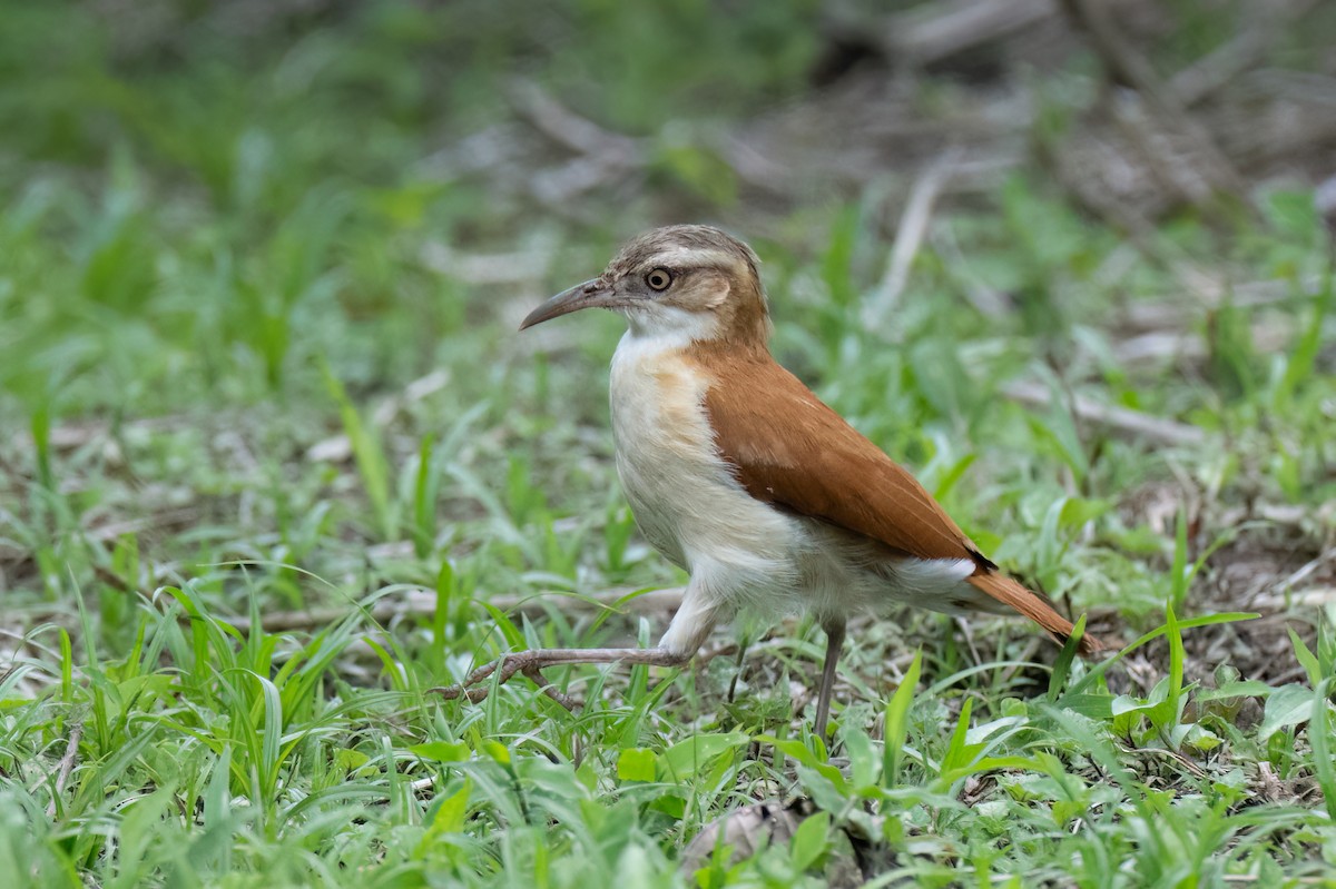 Fournier cannelle - ML652259203