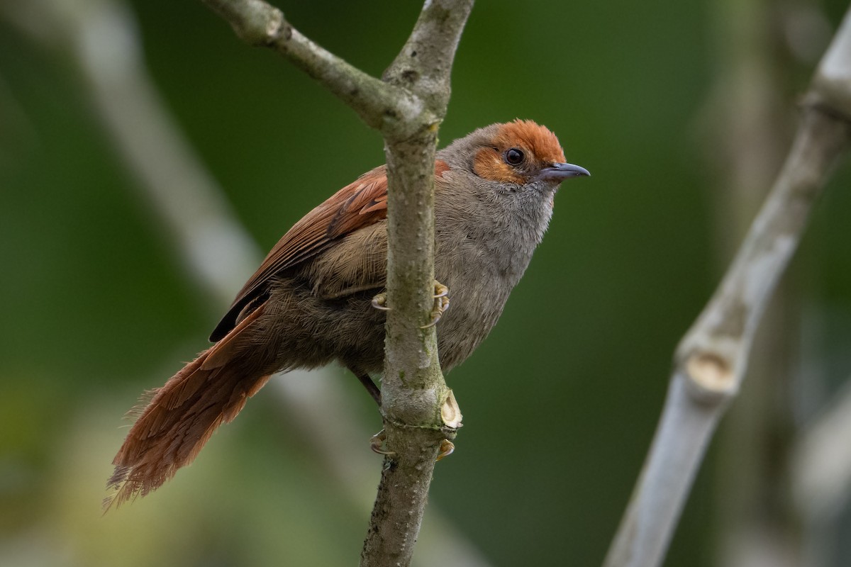 Synallaxe à face rouge - ML652259208