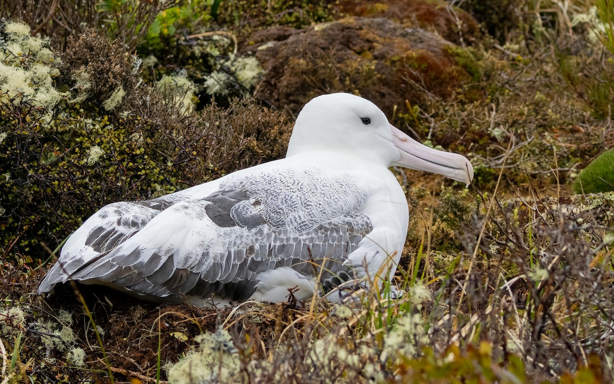 Albatros Real Meridional - ML652259210