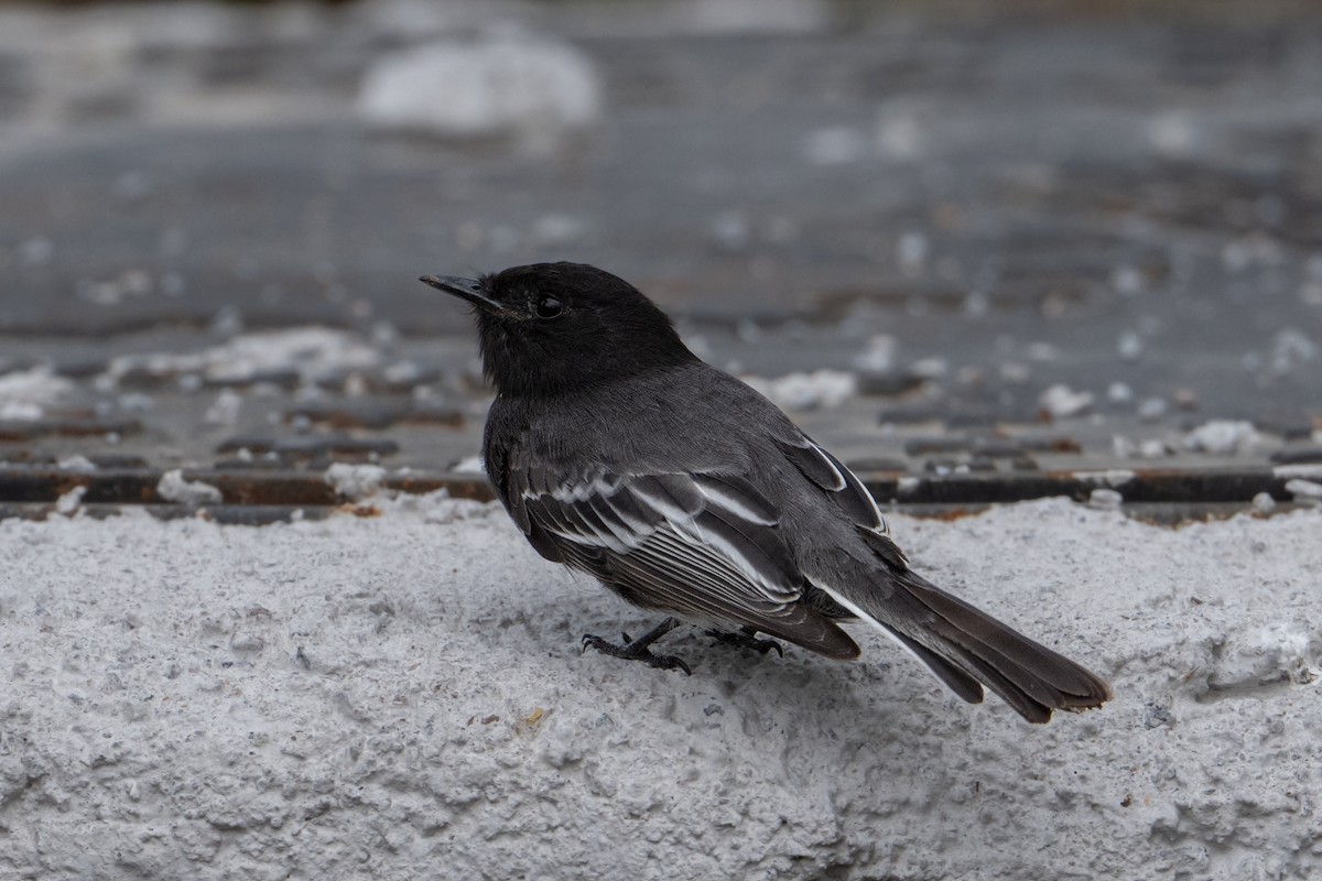 Moucherolle noir - ML652259212