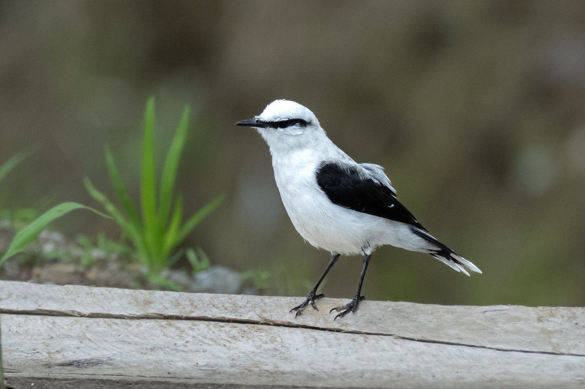 Moucherolle aquatique - ML652259219