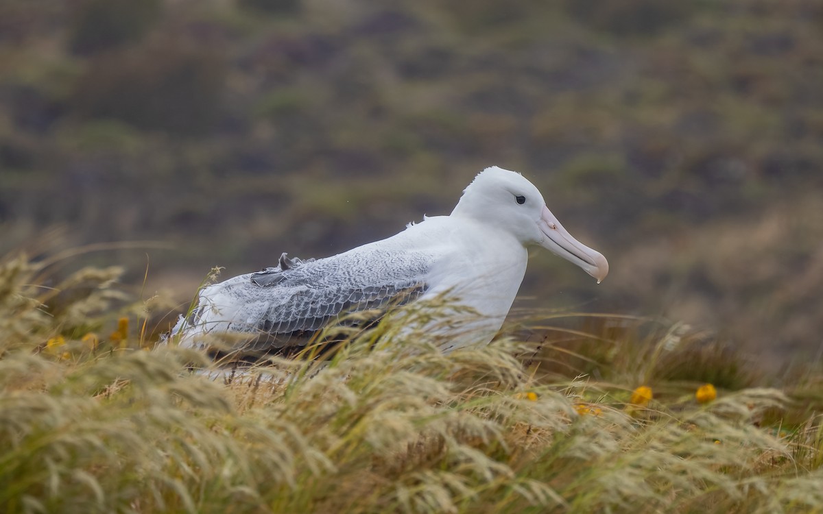 Albatros Real Meridional - ML652259225