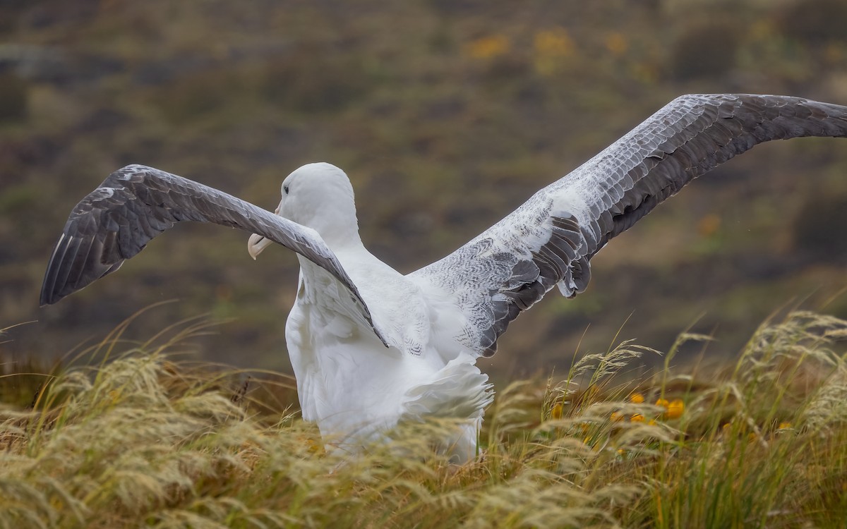 Albatros Real Meridional - ML652259230