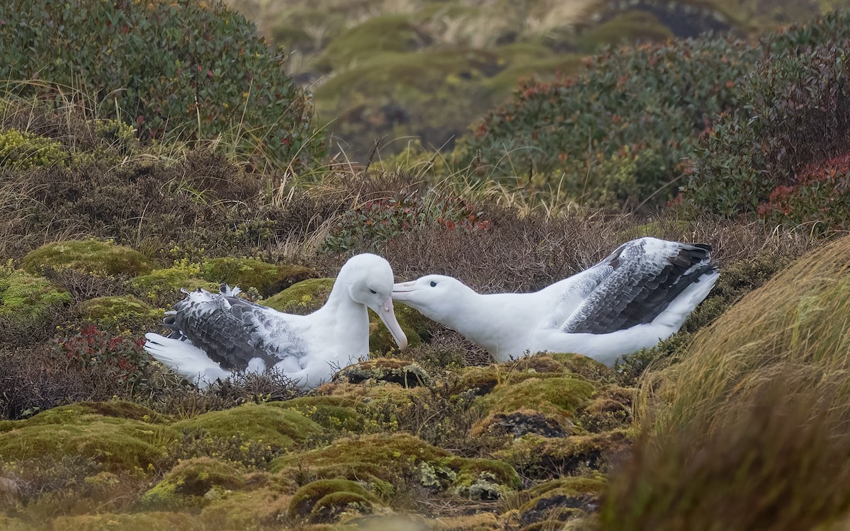 Albatros Real Meridional - ML652259244
