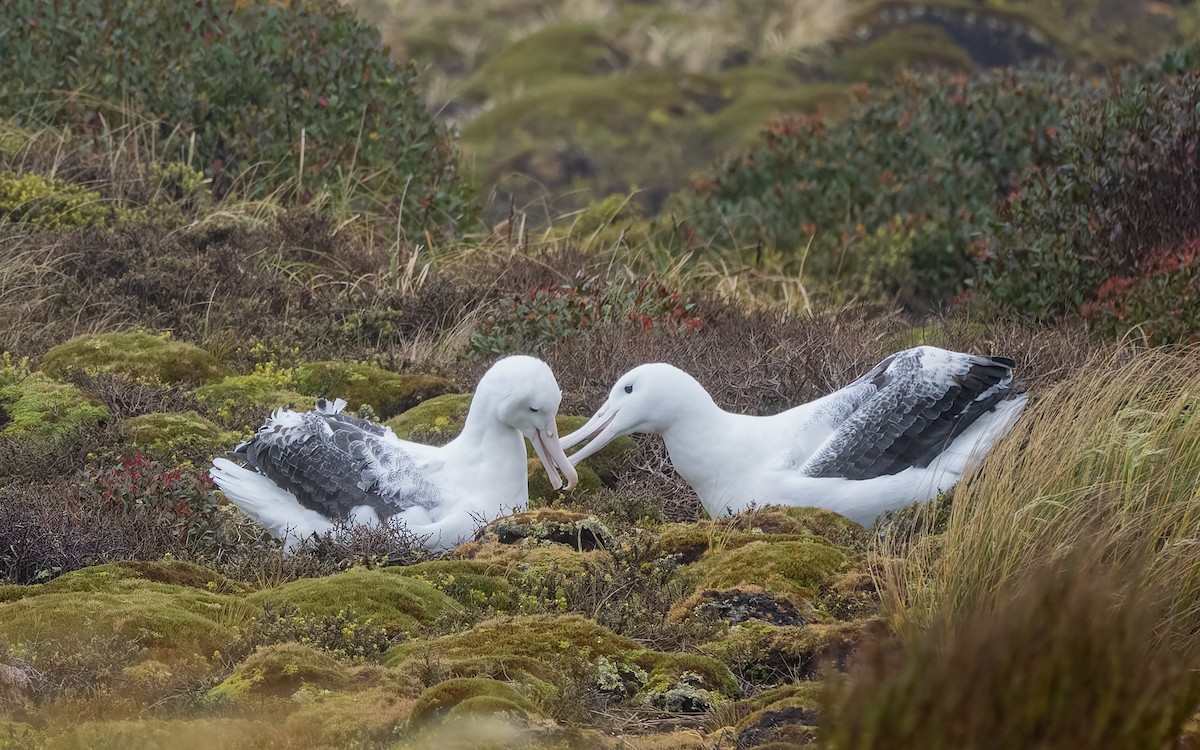 Albatros Real Meridional - ML652259247