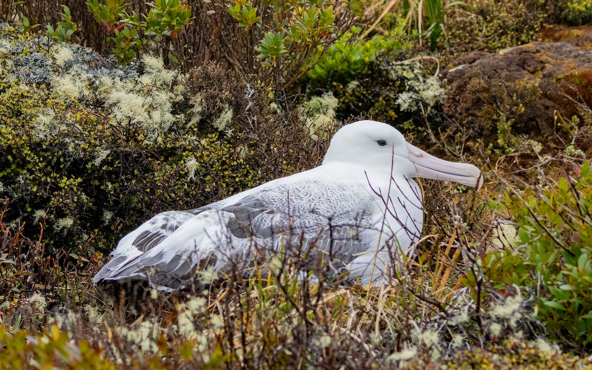Albatros Real Meridional - ML652259266