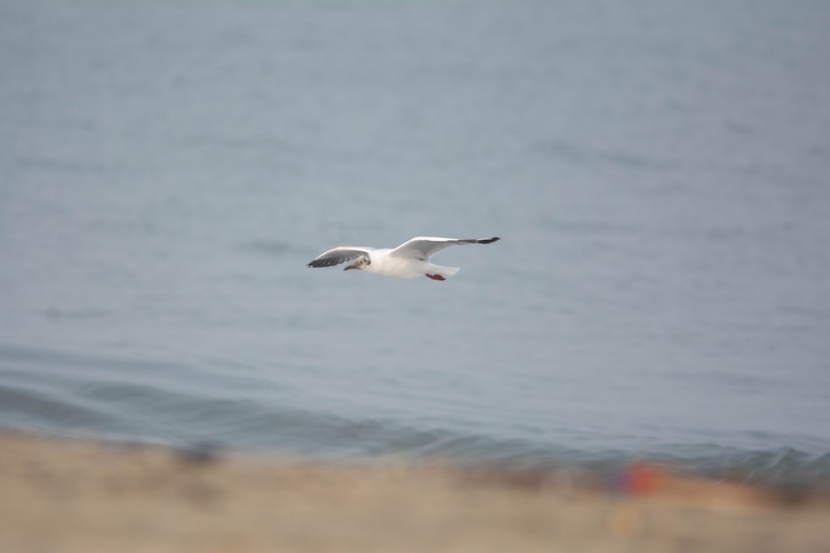 棕頭鷗 - ML652259280