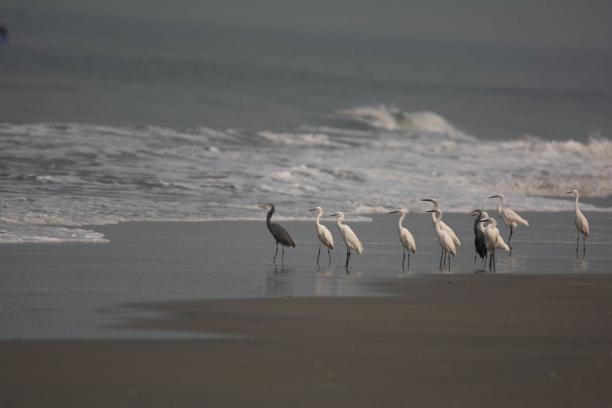 Western Reef-Heron - ML652259283