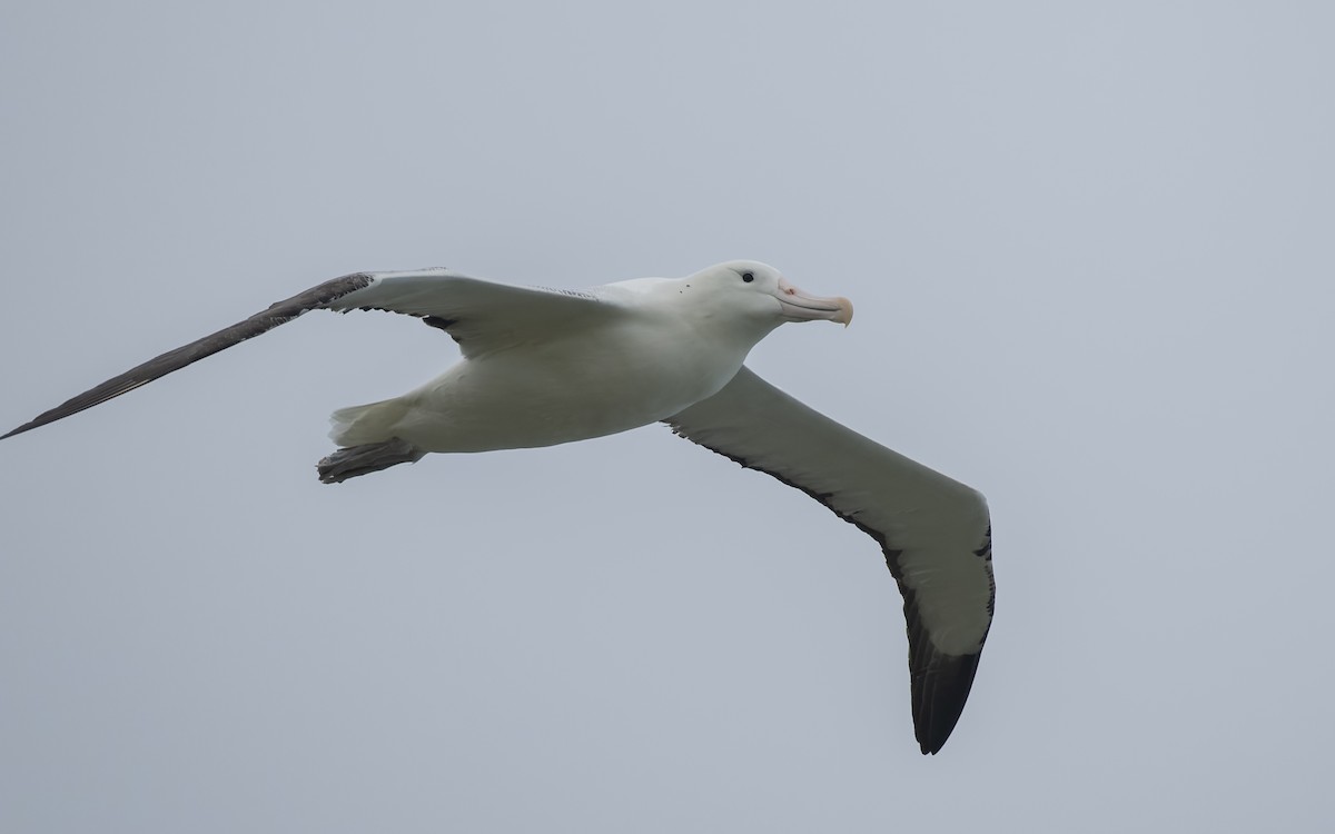 Albatros Real Meridional - ML652259293