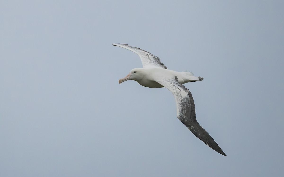 Albatros Real Meridional - ML652259299