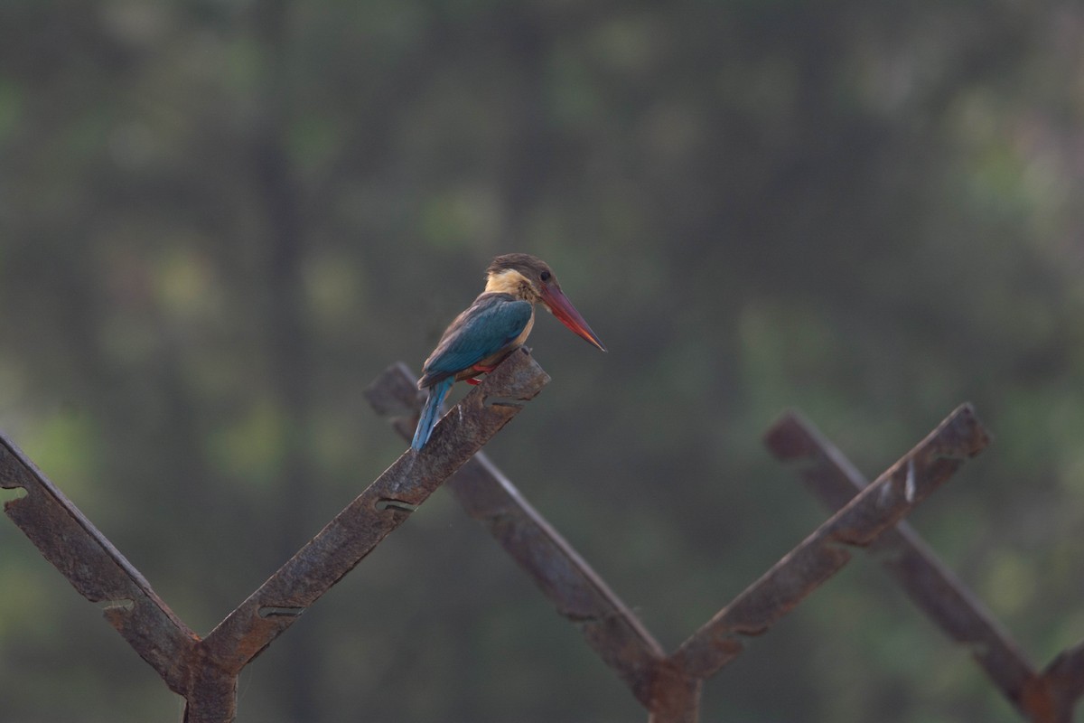 Stork-billed Kingfisher - ML652259303