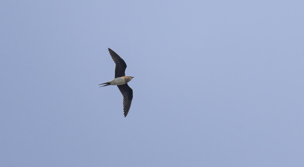 ニシツバメチドリ／ツバメチドリ - ML652259304