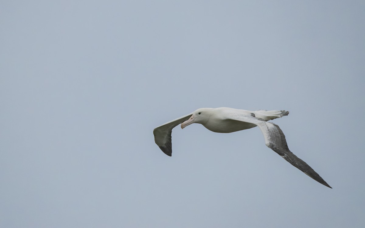 Albatros Real Meridional - ML652259323