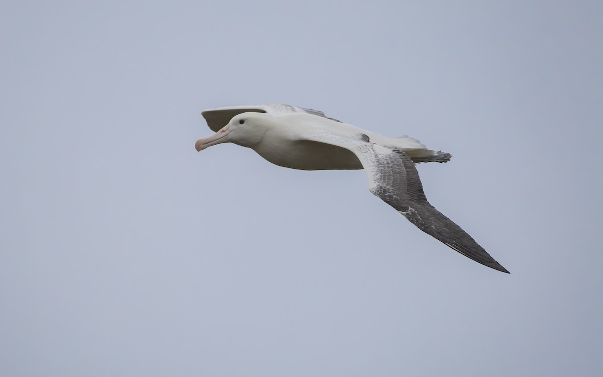 Albatros Real Meridional - ML652259332