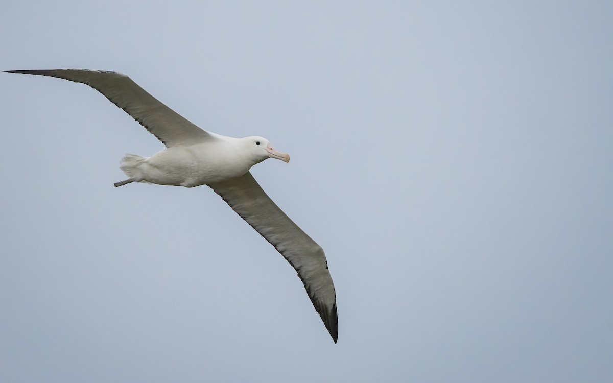 Albatros Real Meridional - ML652259340