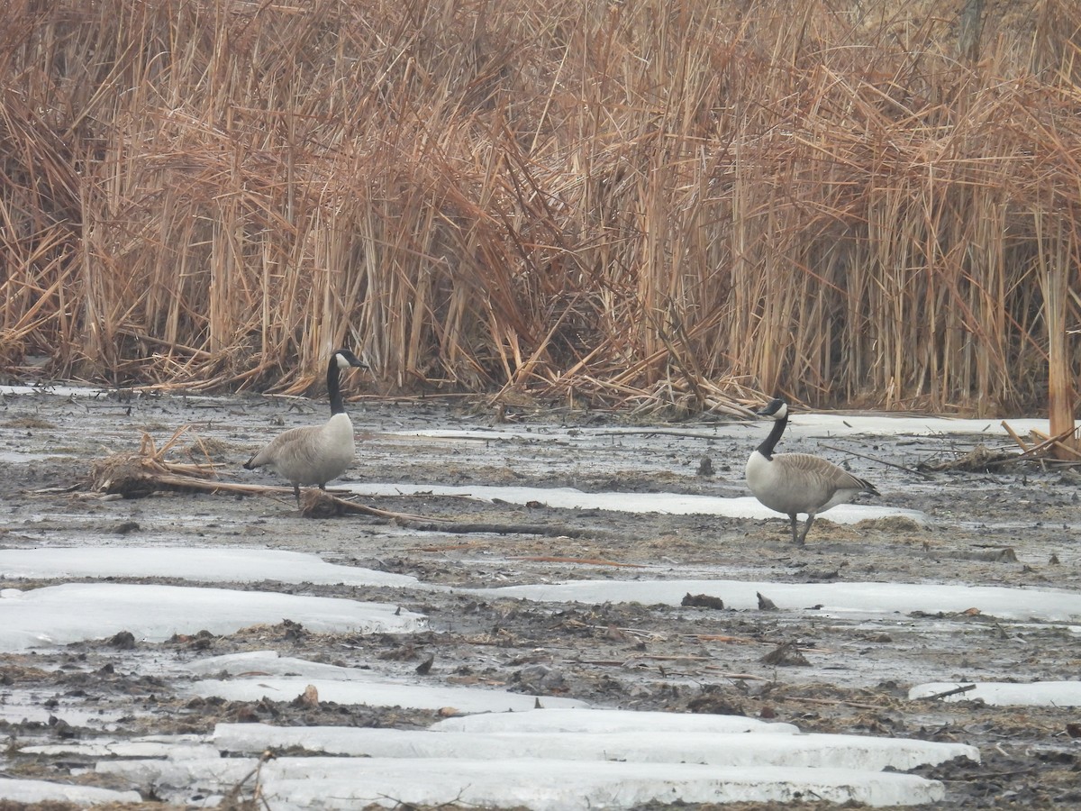 Canada Goose - ML652259346