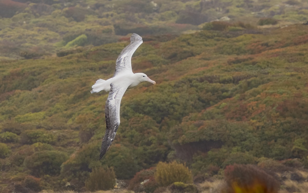 Albatros Real Meridional - ML652259350