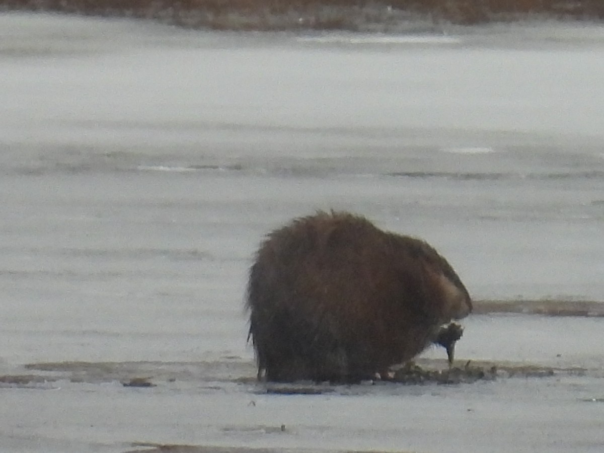 Eastern Muskrat - ML652259351
