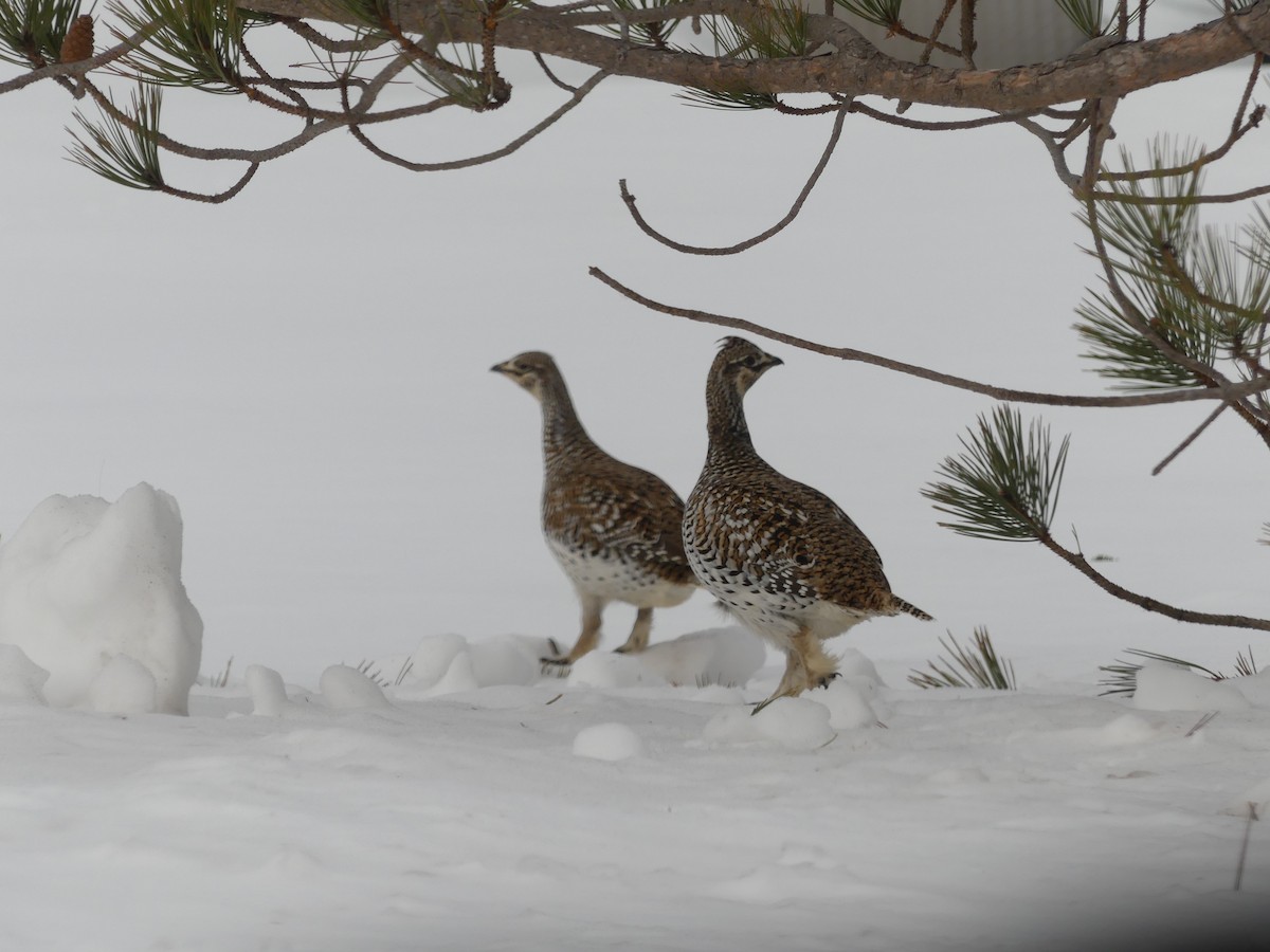 tetřívek ostroocasý - ML652259387