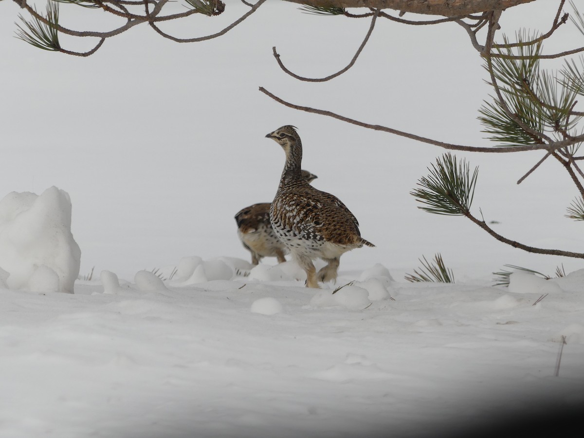 tetřívek ostroocasý - ML652259396