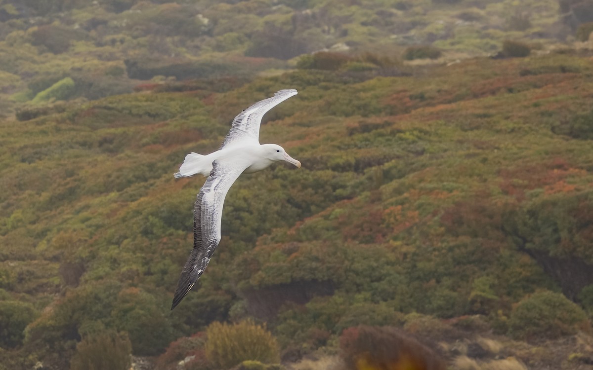 Albatros Real Meridional - ML652259405