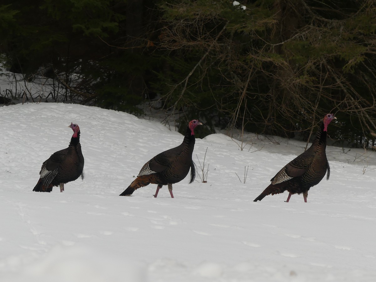 krocan divoký - ML652259406