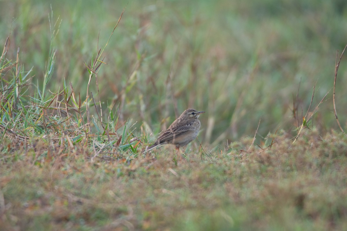 稻田鷚 - ML652259408