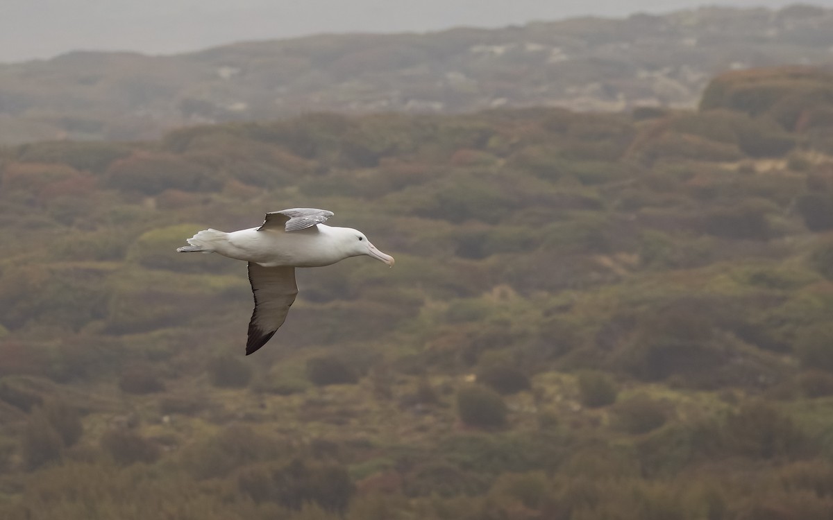 Albatros Real Meridional - ML652259410