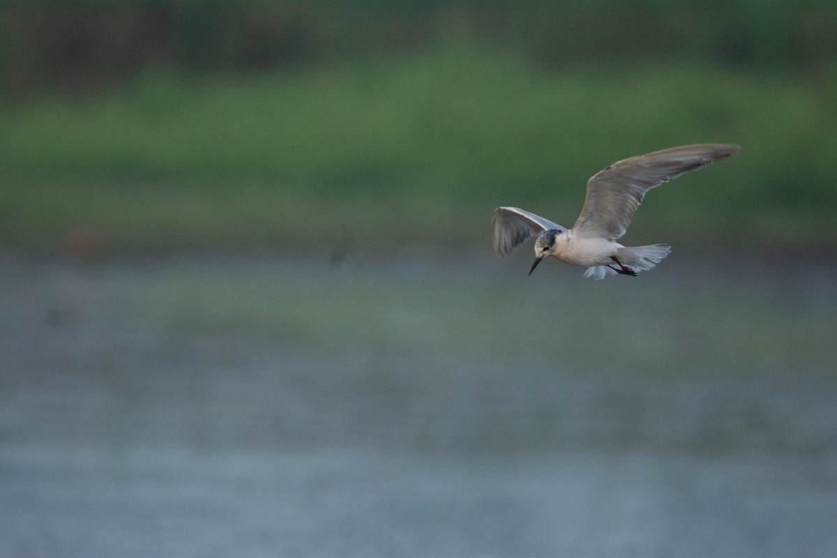 黑腹燕鷗 - ML652259422