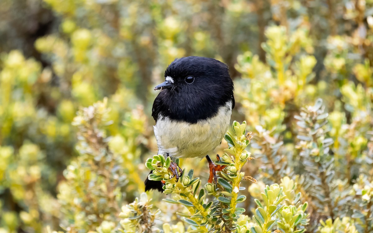 Petroica Carbonera - ML652259431