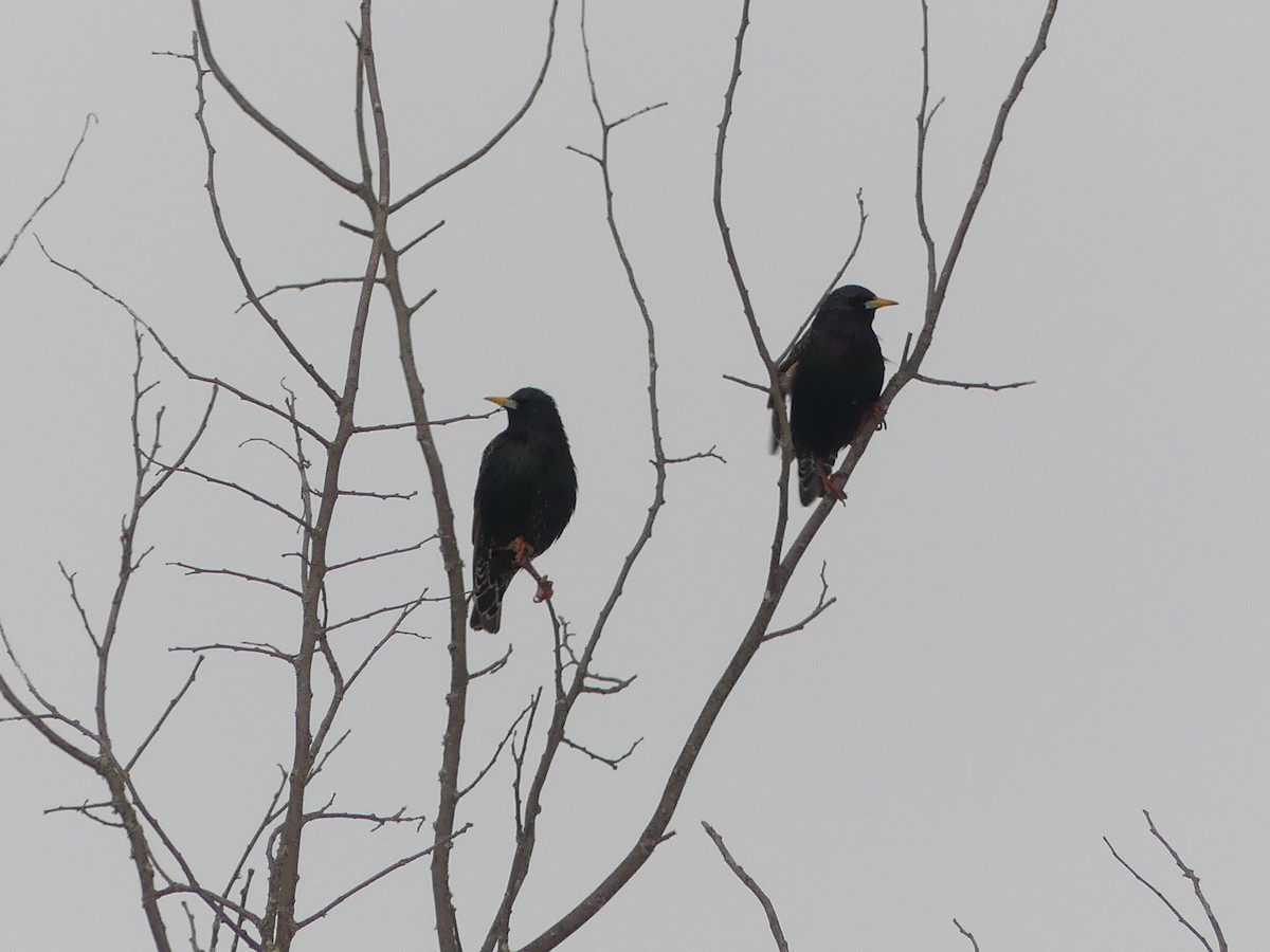 špaček obecný - ML652259450