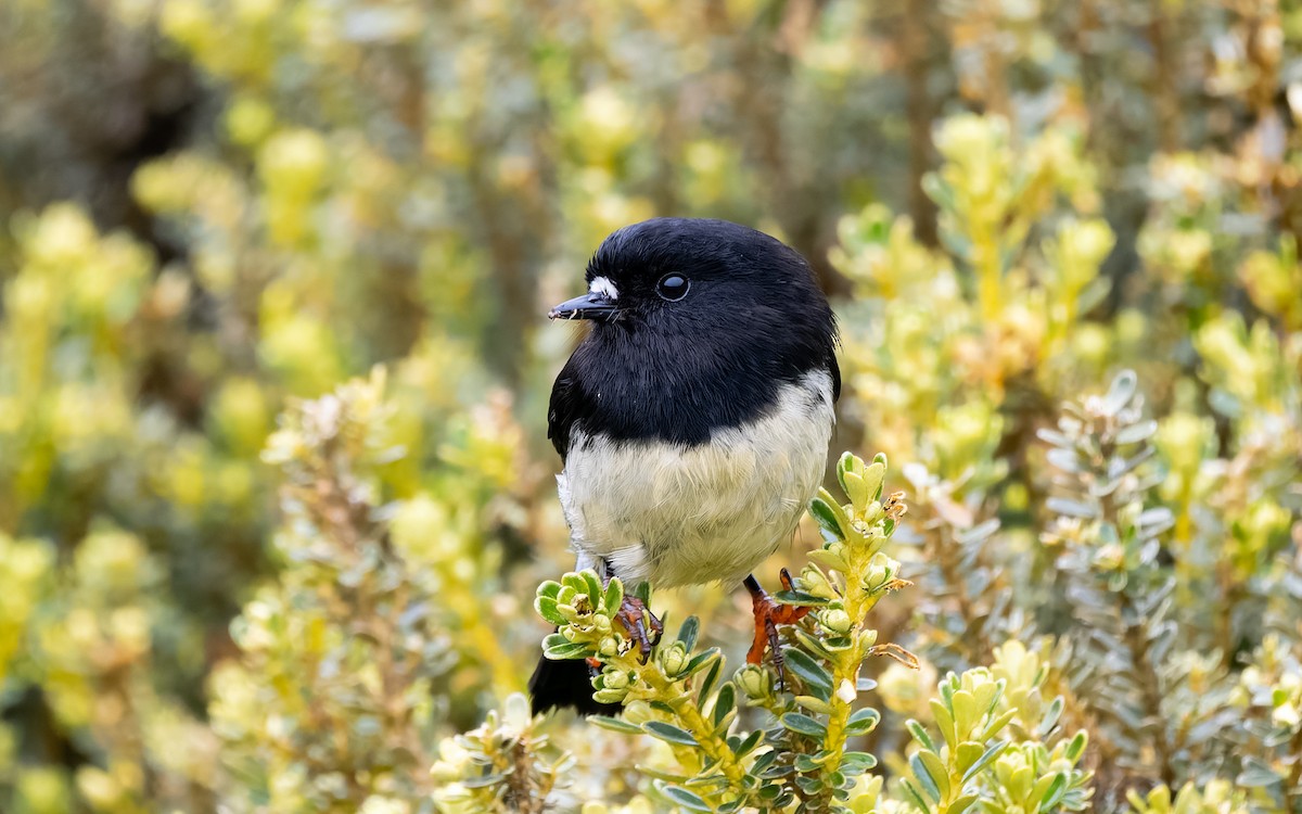 Petroica Carbonera - ML652259452