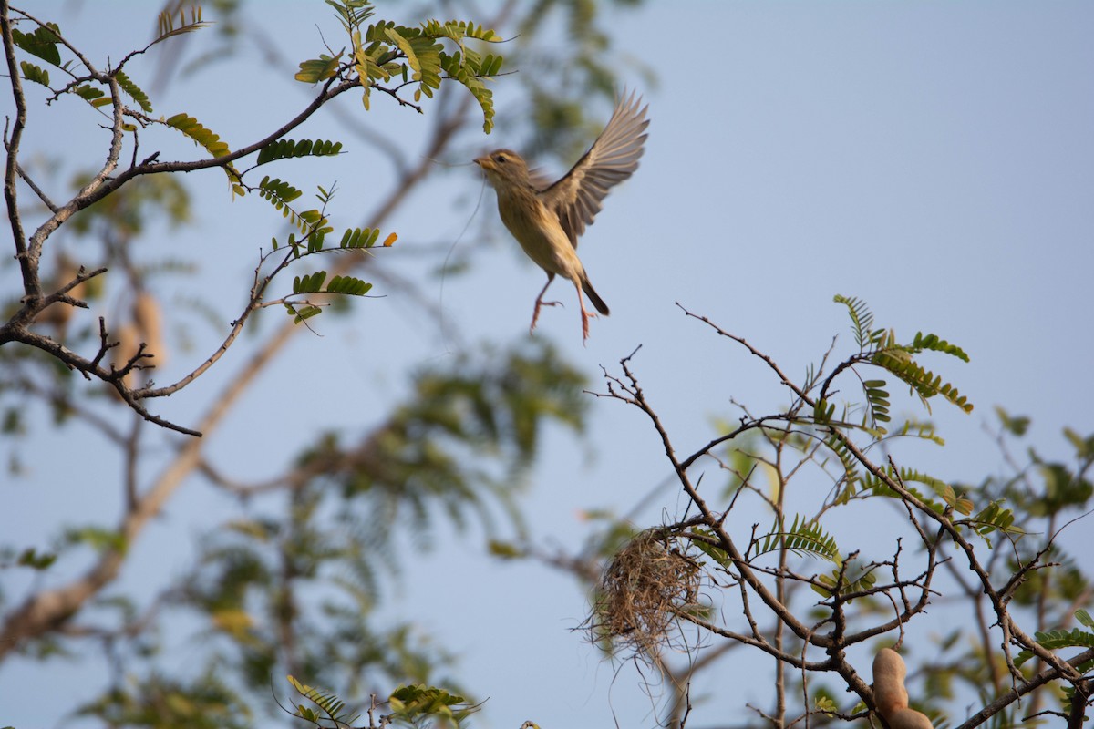Baya Weaver - ML652259466