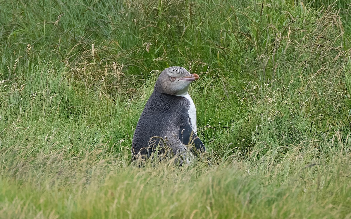 Pingüino Ojigualdo - ML652259498