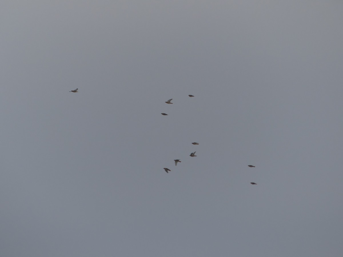 brkoslav severní - ML652259504