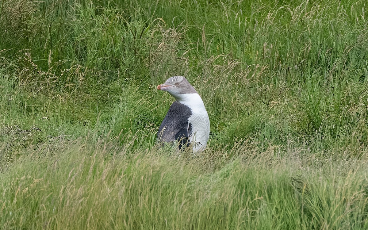 Pingüino Ojigualdo - ML652259506
