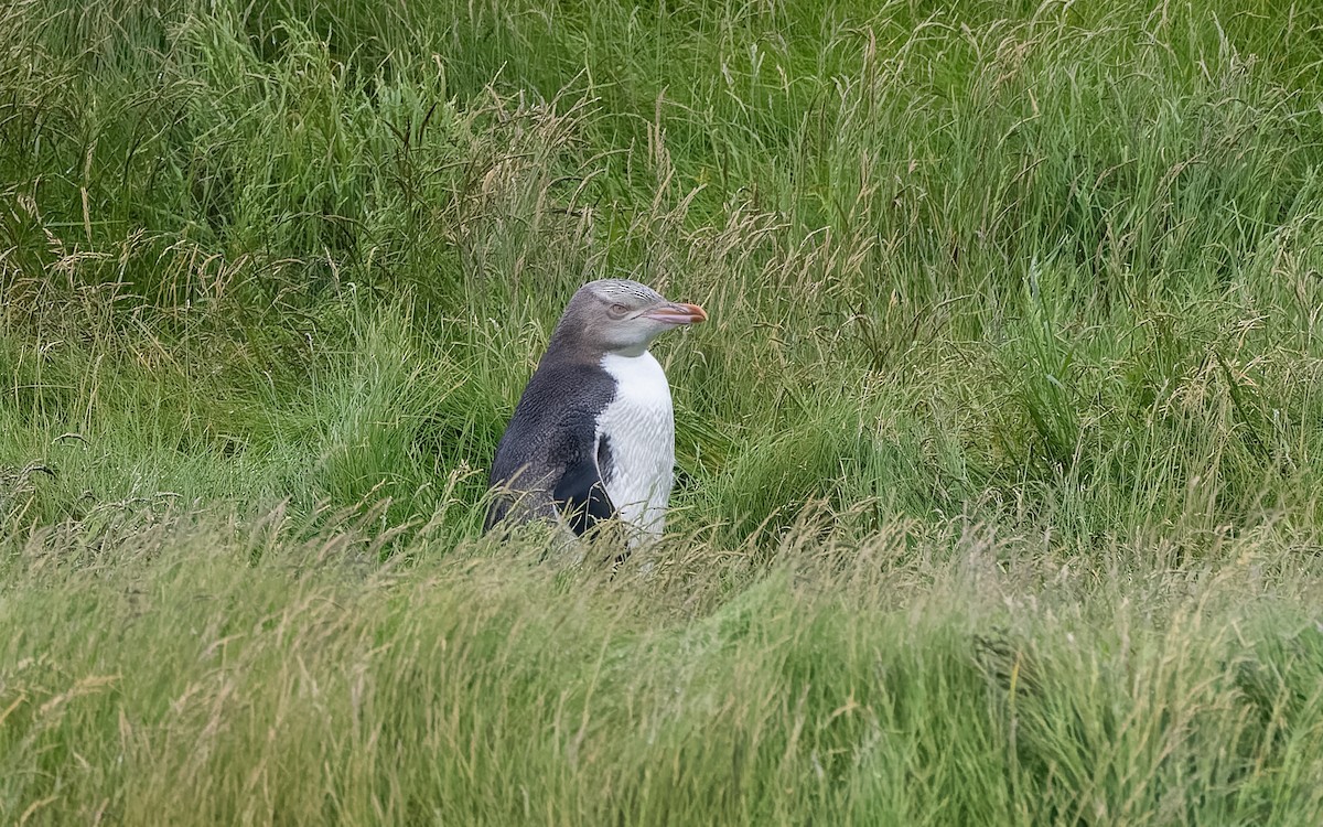 Pingüino Ojigualdo - ML652259511