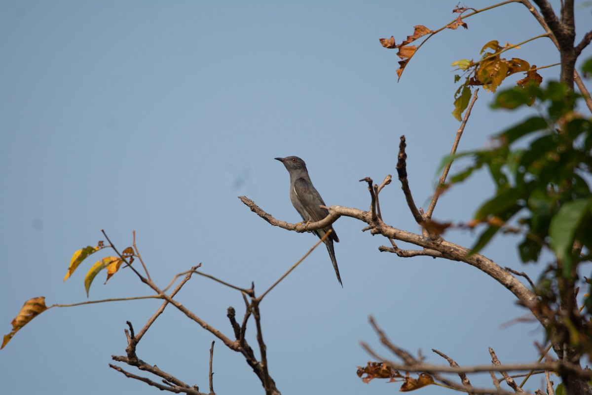 Gray-bellied Cuckoo - ML652259512