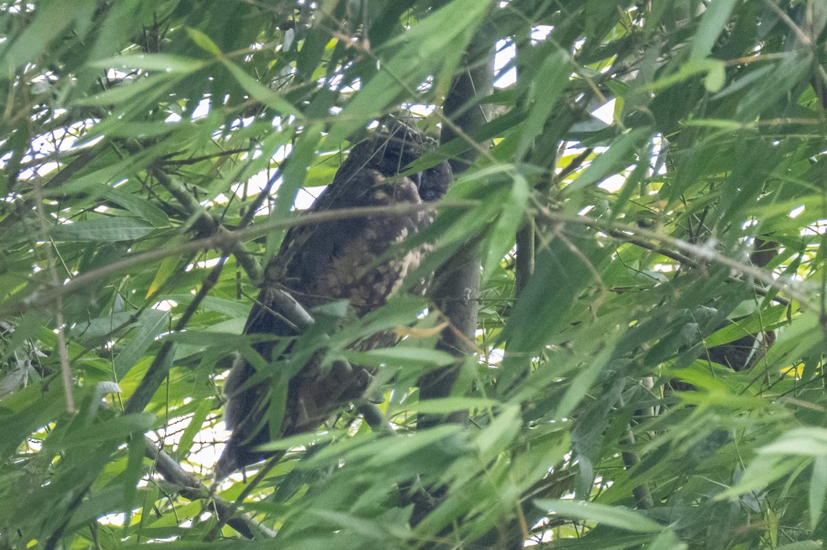 Hibou maître-bois - ML652259528