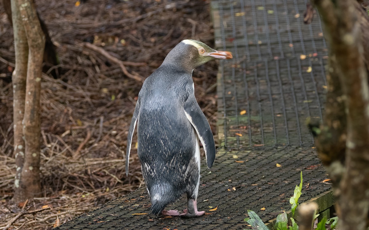 Pingüino Ojigualdo - ML652259534