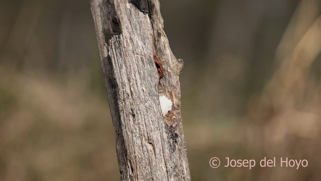 Carbonero Común - ML652259549