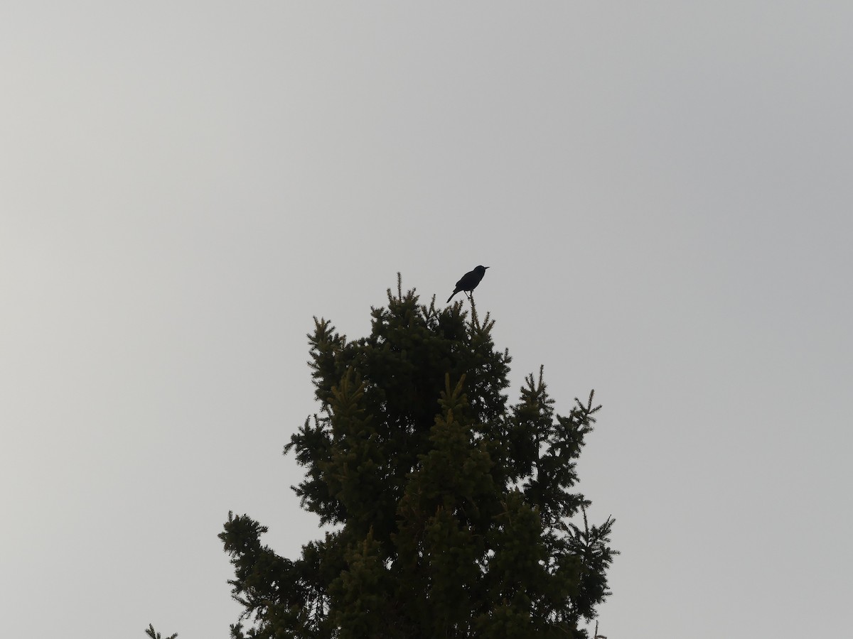 vlhovec lesklý - ML652259633