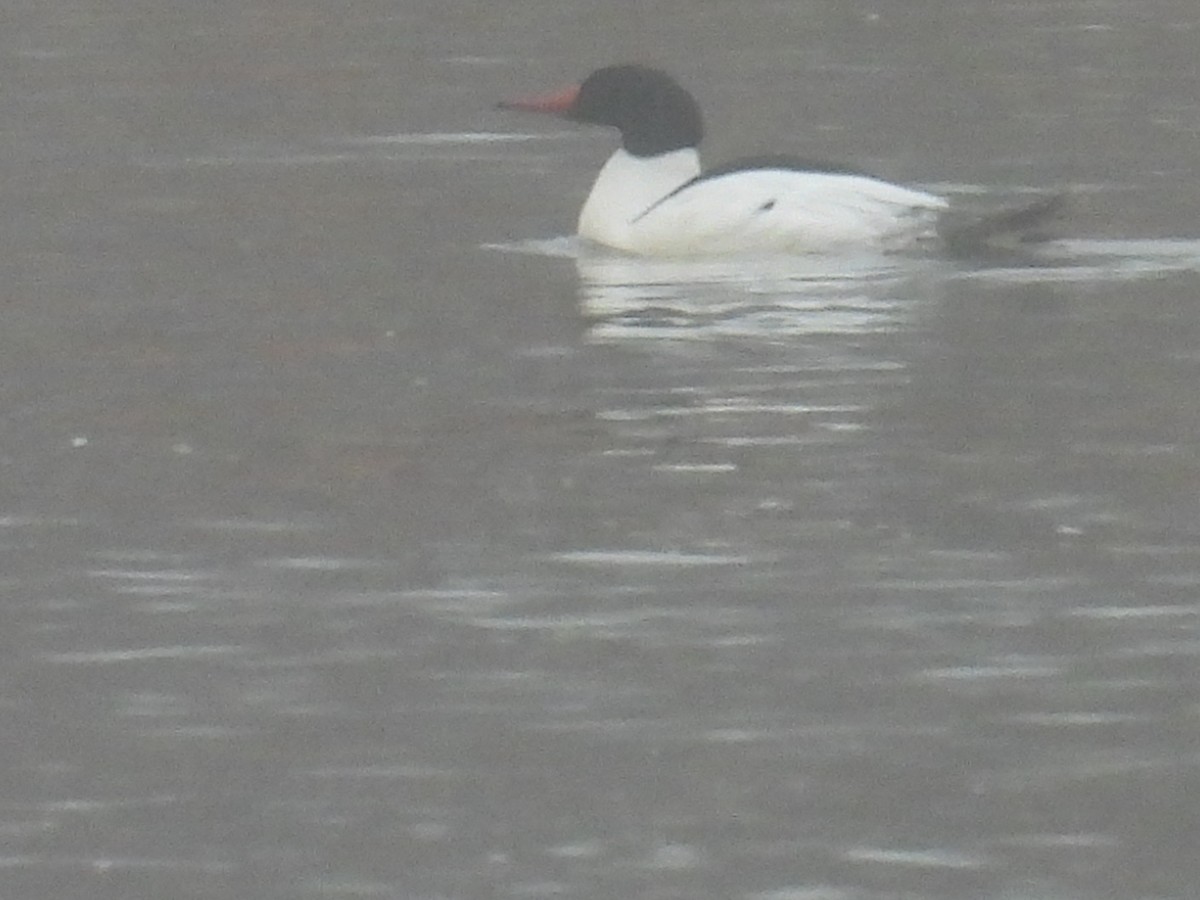 Common Merganser - ML652259895