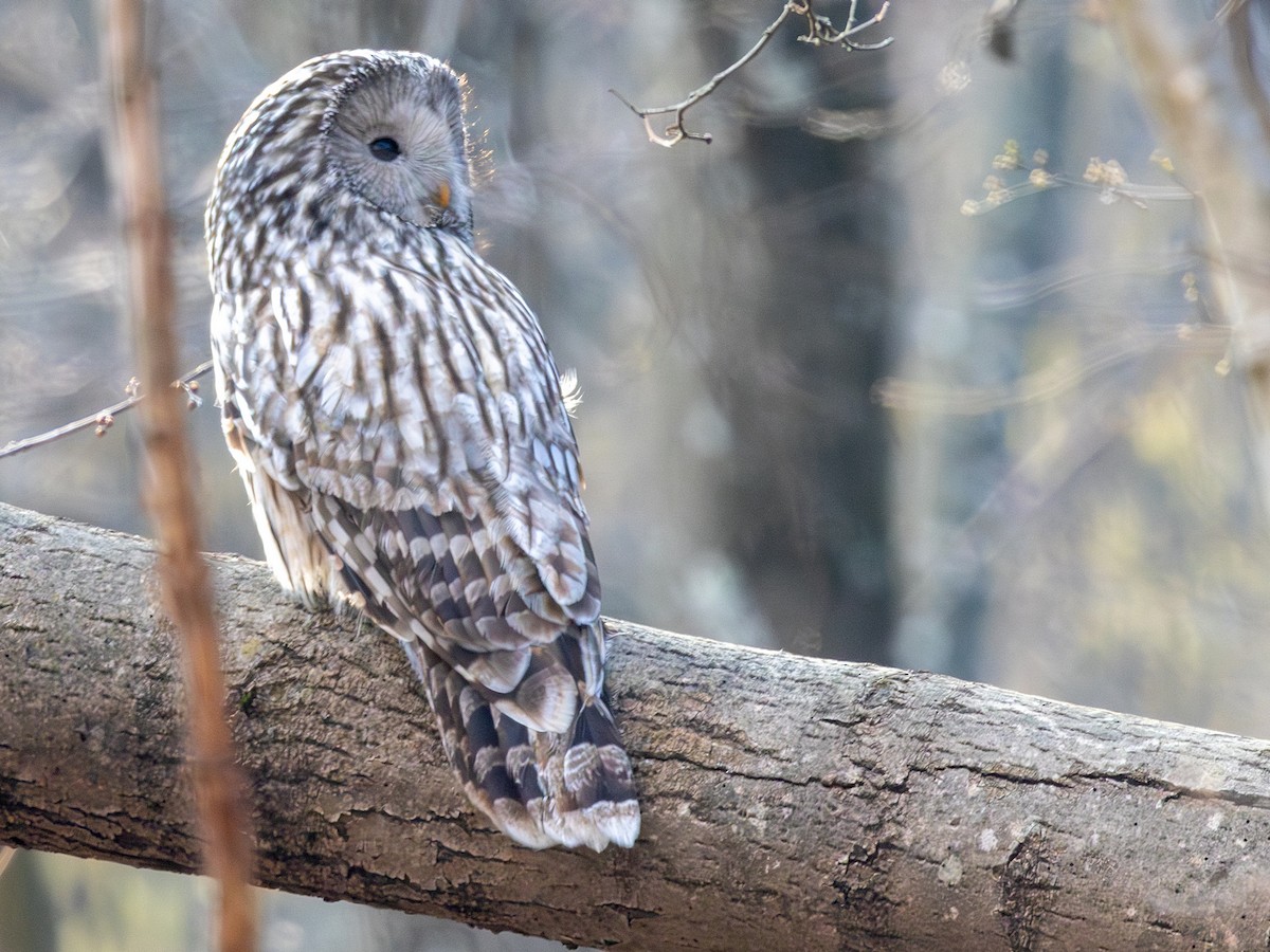 Habichtskauz [uralensis-Gruppe] - ML652259911