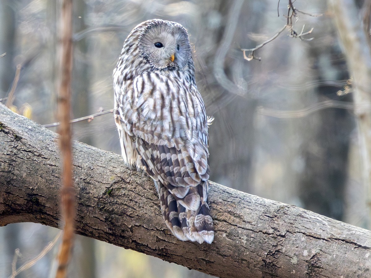 Habichtskauz [uralensis-Gruppe] - ML652259912