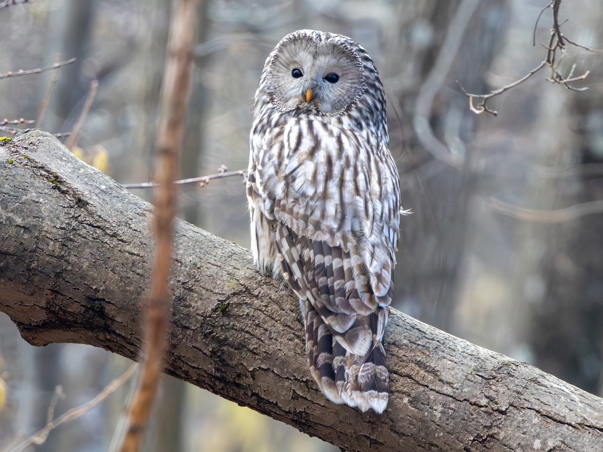 Habichtskauz [uralensis-Gruppe] - ML652259913