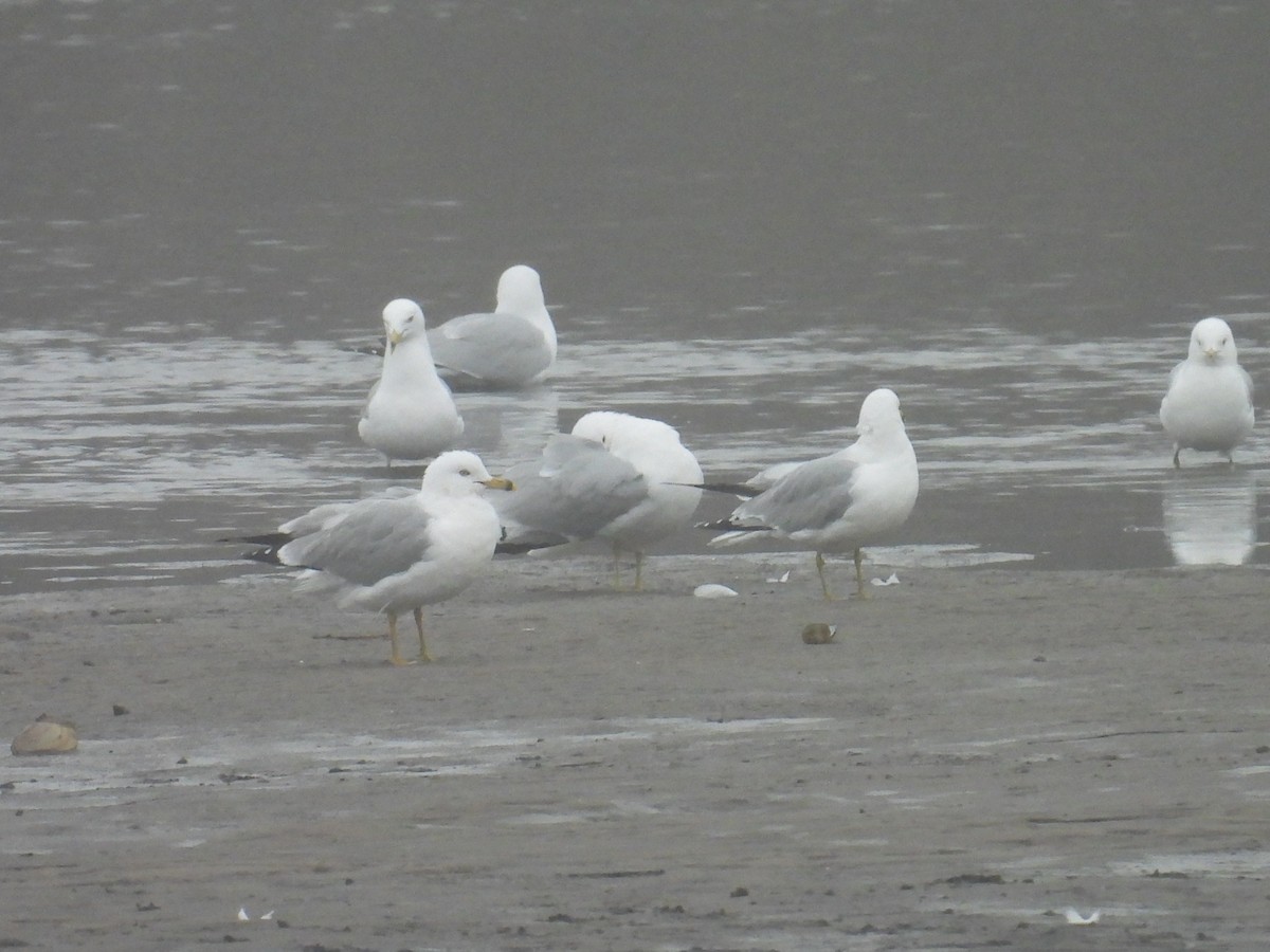 Ring-billed Gull - ML652259915