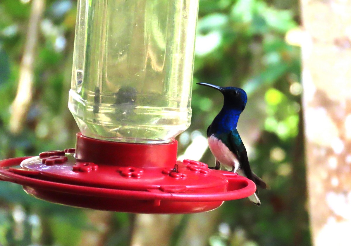 White-necked Jacobin - ML652259919