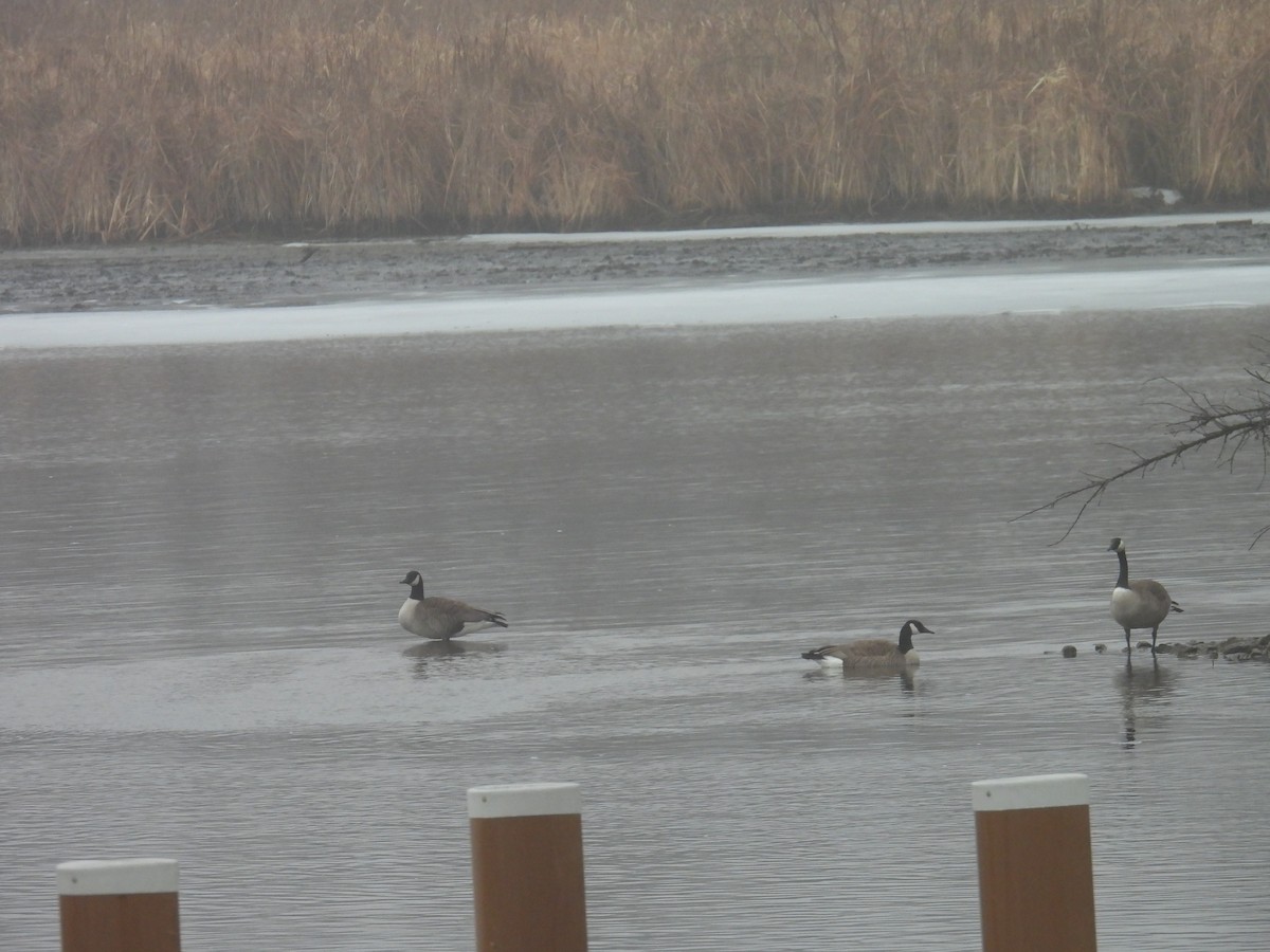 Canada Goose - ML652259920