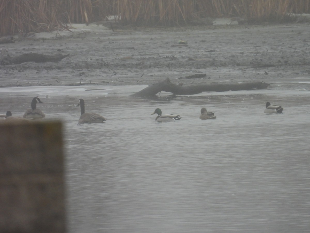 Mallard - ML652259935